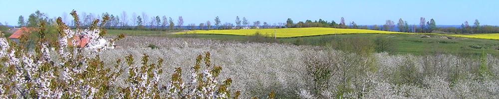 Headerbild Blick über die blühenden Kirschbäume und Rapsfelder auf Rügen.